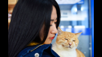 为什么养猫的人不需要谈恋爱？
