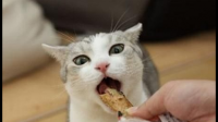 猫咪能吃带盐的食物吗，吃了会有什么影响？