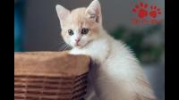 喜欢粘人的猫应该养什么品种猫呢？