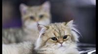 猫科动物国际联合会宣布制裁俄罗斯境内的猫