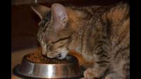 猫咪定时定量喂食还是全天无限量喂食好？