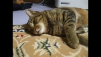 猫睡觉时会做梦么？