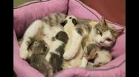 猫咪怀孕了，怎么判断它什么时候生？