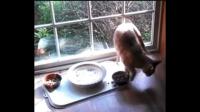 猫猫在自己食盆旁边刨地板什么意思？