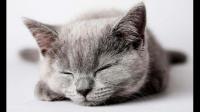 猫咪为什么喜欢捂着脸睡觉呢?