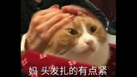 你收藏过哪些非常搞笑的宠物猫表情包？