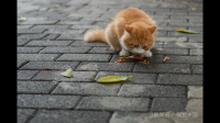 辩论：捕杀流浪猫，狗是不人道的这个论题可以从什么角度去立论呢？