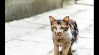 流浪猫会不会羡慕宠物猫？